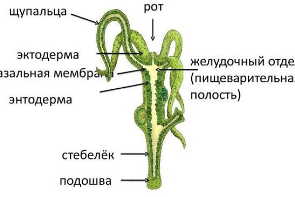 Кракен клирнет