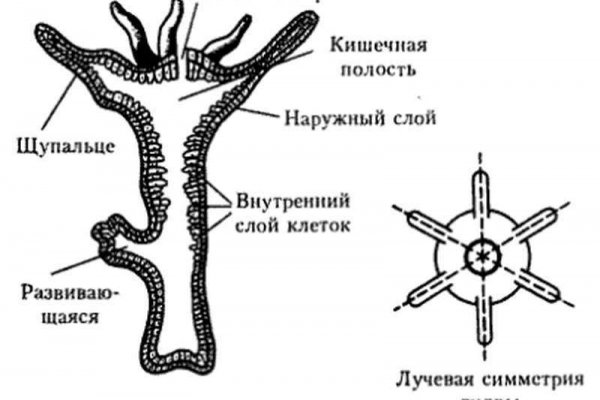 Пользователь не найден на кракене