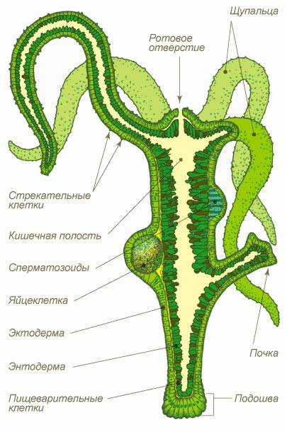 Тор для кракена